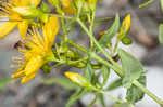 False spotted St. Johnswort